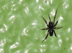 Oedignatha platnicki