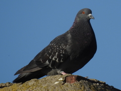 Columba livia domestica