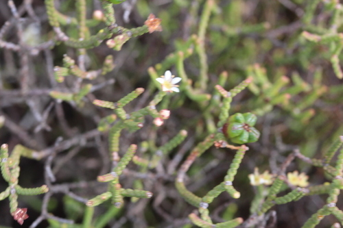 Image of Diosma dichotoma by no rights reserved