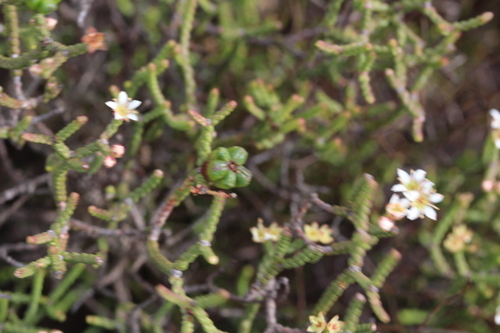 Image of Diosma dichotoma by no rights reserved