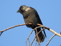 Corvus monedula