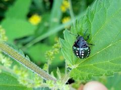 Nezara viridula