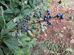 Pollia japonica