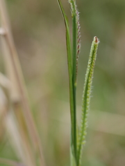 Paspalum orbiculare