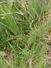 Paspalum orbiculare