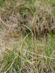 Paspalum orbiculare
