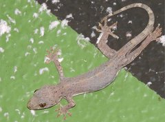 Gray's Chinese Gecko photo 2