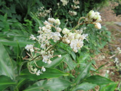 Pollia japonica
