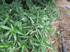 Pollia japonica