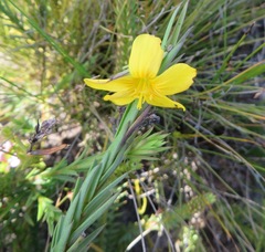 Linum acuticarpum