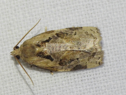 Gray Archips Moth photo 4