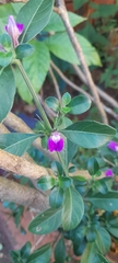 Justicia capensis, photograph (c) Rosemary Harrison, some rights reserved (CC BY-SA)