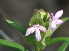 Yeatesia platystegia