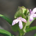 Yeatesia platystegia - Photo (c) johnyochum, algunos derechos reservados (CC BY), subido por johnyochum