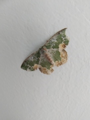 Eucyclodes albisparsa