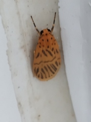 Miltochrista undulata