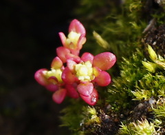 Epilobium glandulosum