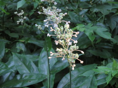 Pollia japonica