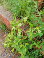 Ageratum conyzoides