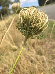 Daucus carota