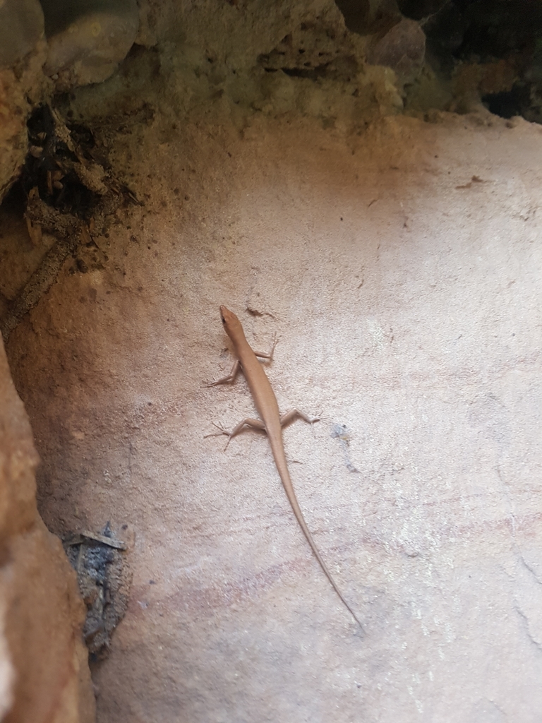 Juno's Snake-Eyed Skink