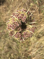 Daucus carota