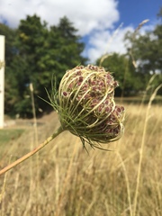 Daucus carota