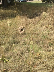 Daucus carota