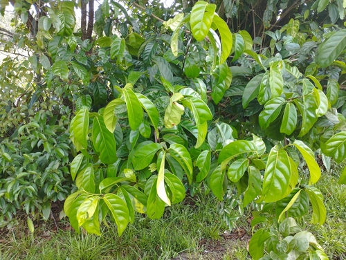 Coccoloba ascendens