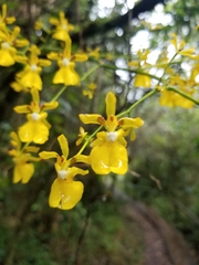 Oncidium cultratum