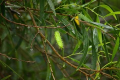 Quasithosea obliquistriga