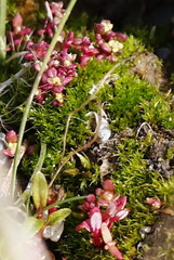 Epilobium glandulosum