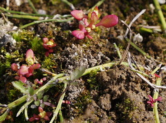Epilobium glandulosum