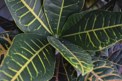 Angiospermae