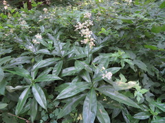 Pollia japonica