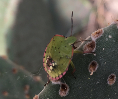 Nezara viridula