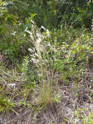 Andropogon leucostachyus observed 2025-04-28