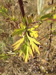 Artemisia