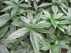 Pollia japonica