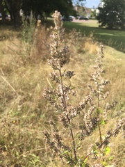 Artemisia