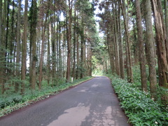Pollia japonica