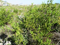 Erica brachialis
