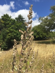 Artemisia