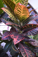 Angiospermae