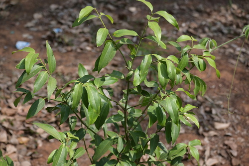 Cinnamomum tamala