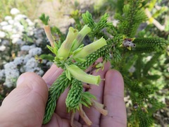 Erica brachialis