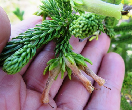Image of Erica brachialis by (c) linkie, some rights reserved (CC BY)