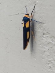 Pseudeuchromia maculifera