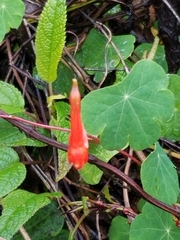 Tropaeolum tuberosum
