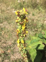 Verbascum nigrum
